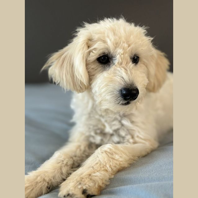Photo of Olive