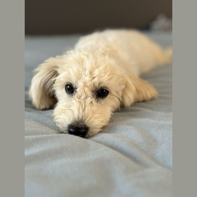 Photo of Olive