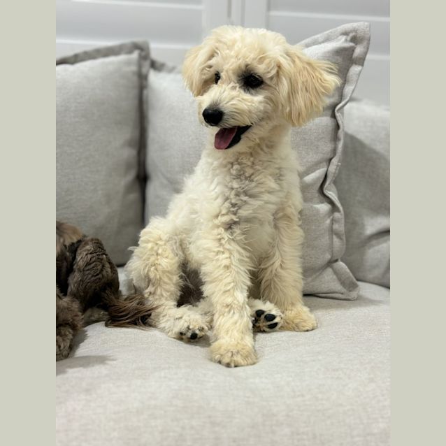 Photo of Olive