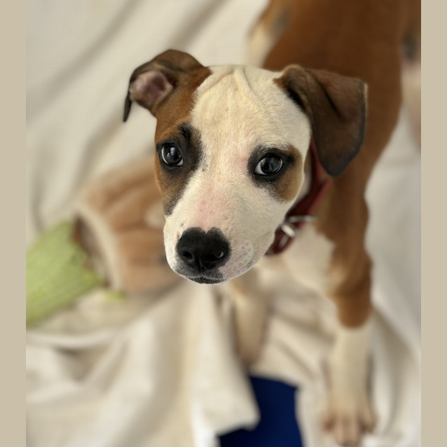 Photo of Obi