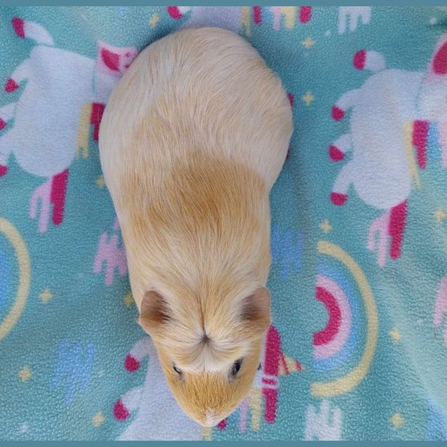 Photo of Goldie
