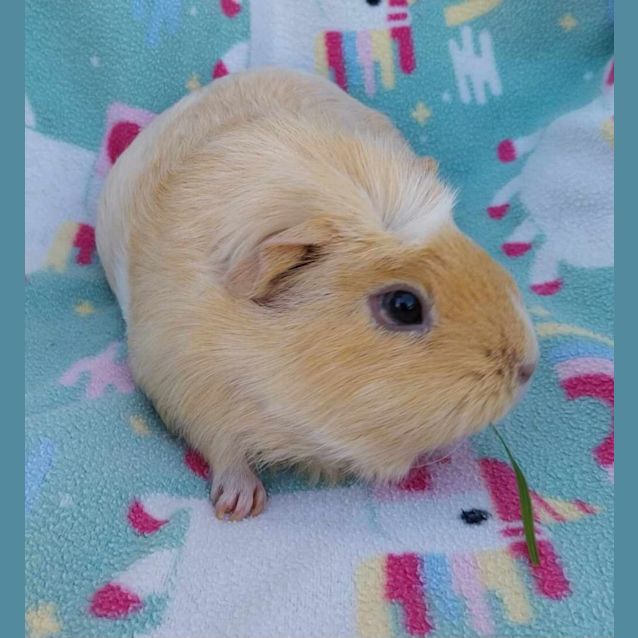 Photo of Goldie