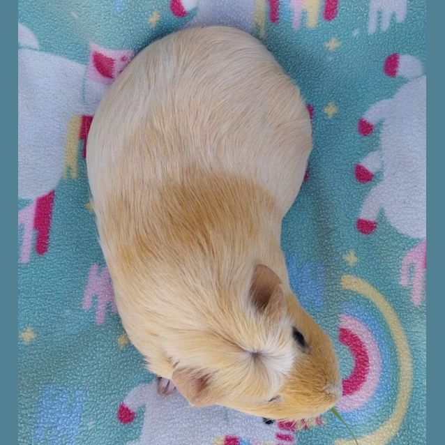 Photo of Goldie