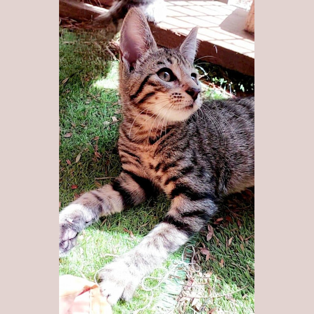 Photo of Princess Theadorable