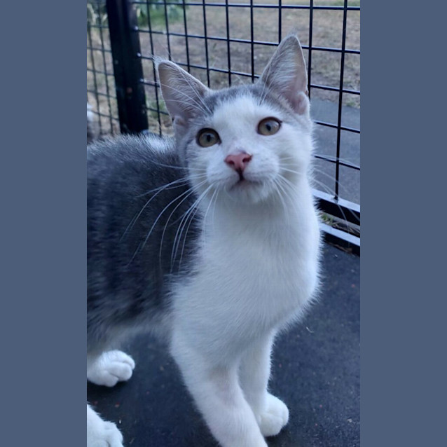 Photo of Lord Purringham