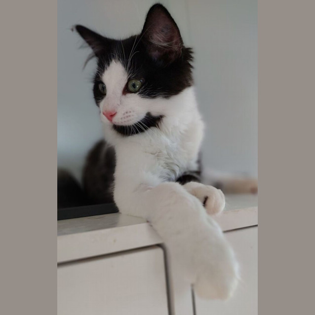 Photo of Baron Von Fluffington Iii