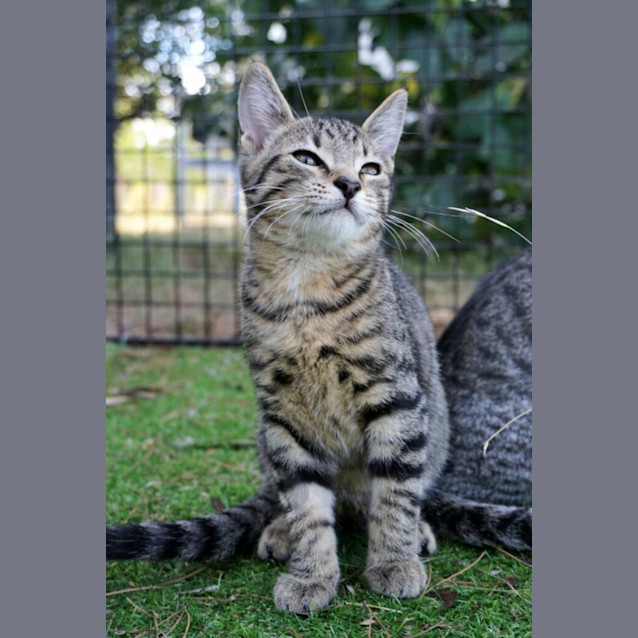 Photo of Sir Whiskersworth