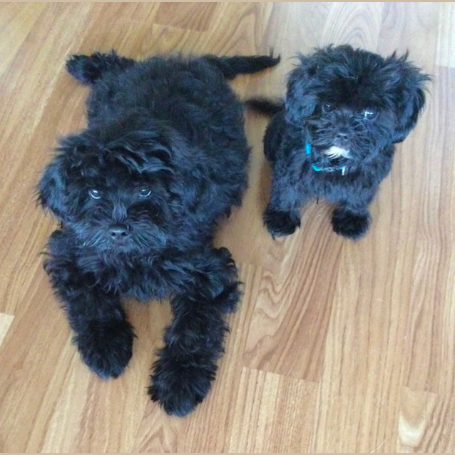 Photo of Charlie And Mighty Mite (Available Separately)