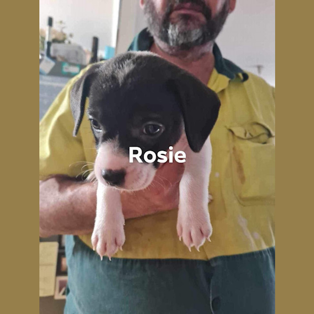 Photo of Rosie