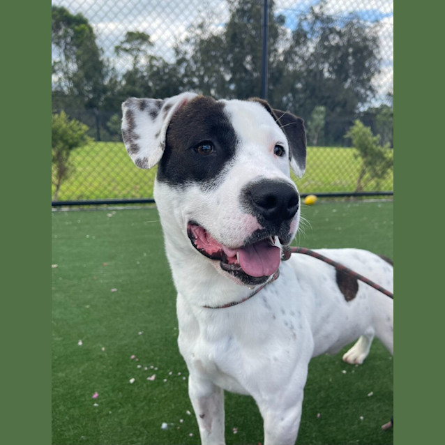 Photo of Bulla Imp 2375