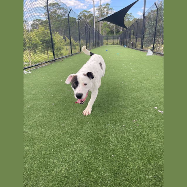 Photo of Bulla Imp 2375