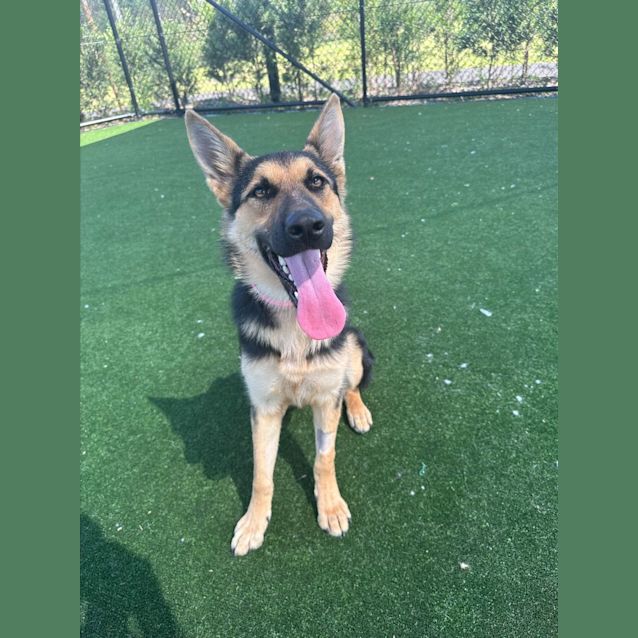 Photo of Scout Imp 2496