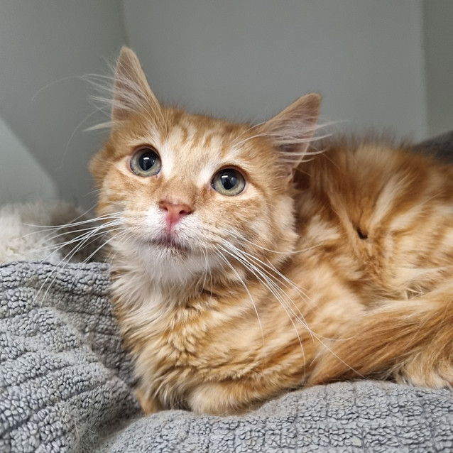 Photo of Ralph Wiggum