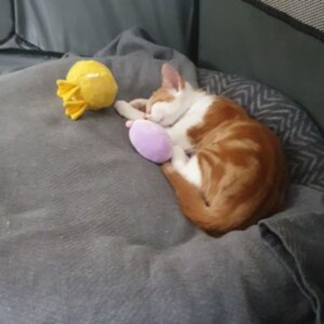 Photo of Ivar & Aurora 