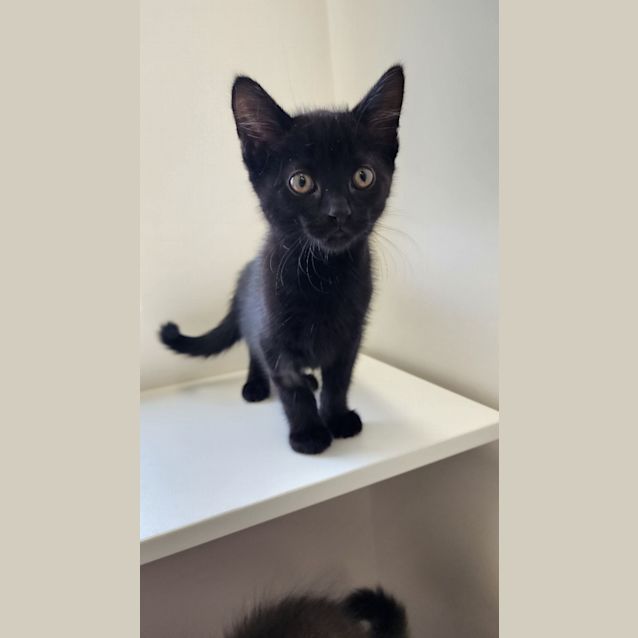 Photo of Licorice