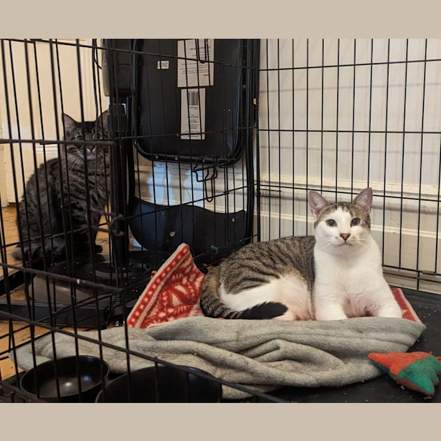 Photo of Peppercorn