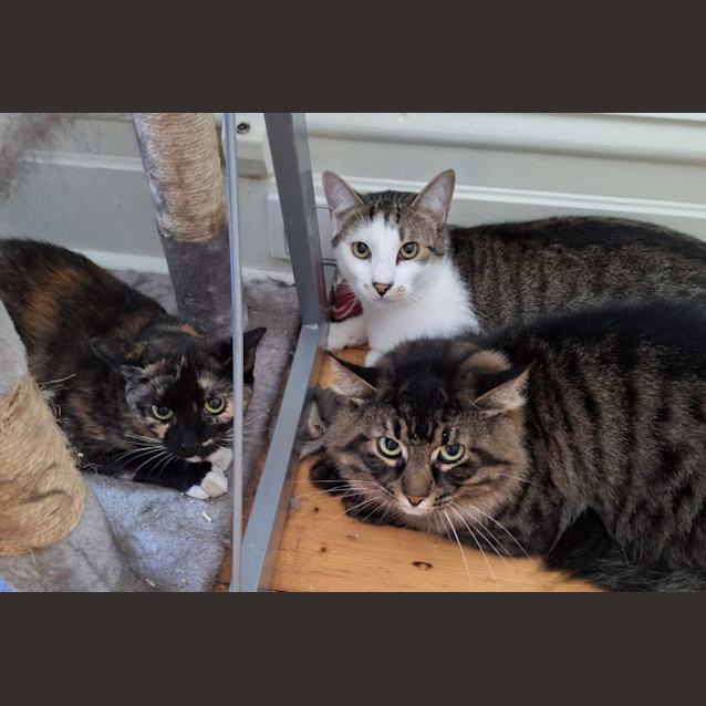 Photo of Peppercorn