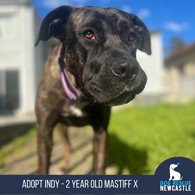 Photo of Indy   2 Year Old Mastiff X (Trial)