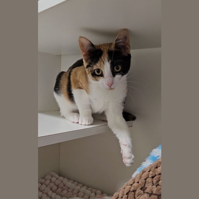 Photo of Comet