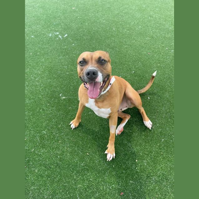 Photo of Picnic Imp 2411