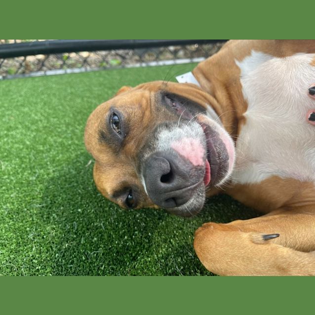 Photo of Picnic Imp 2411