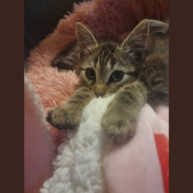 Photo of Benji 