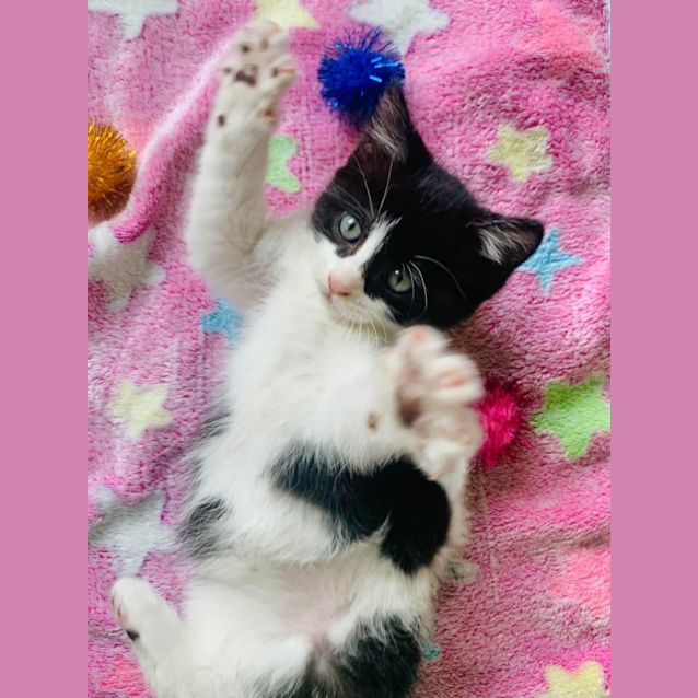 Photo of Jujubee 🐝🐝🐝