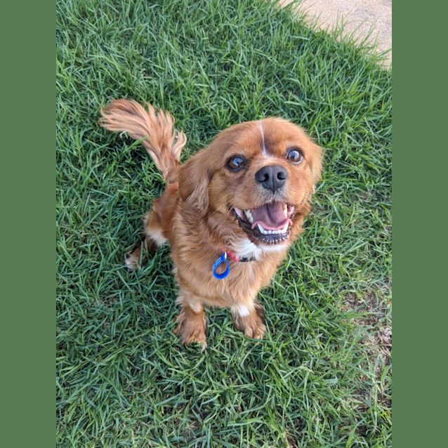 Photo of Demi   4 Year Old Cavalier (Trial)