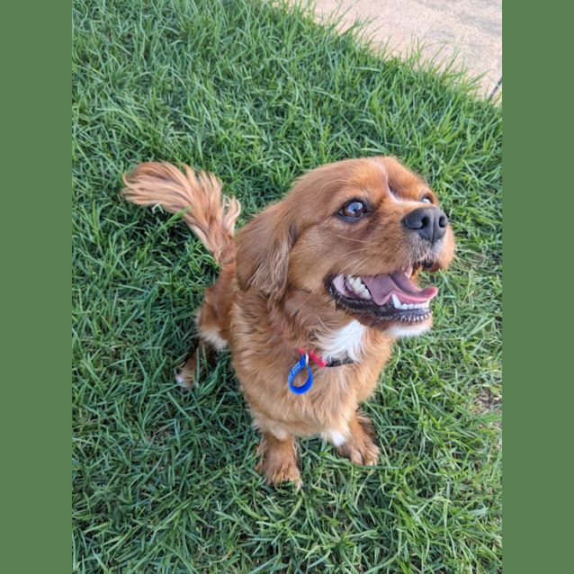 Photo of Demi   4 Year Old Cavalier (Trial)