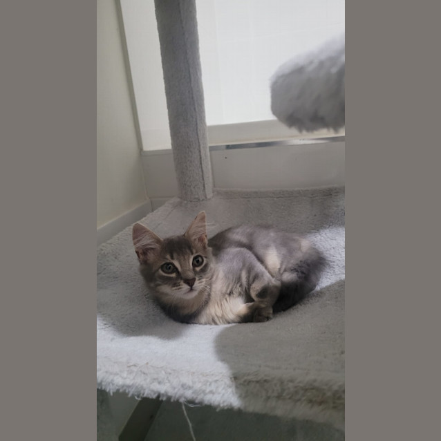 Photo of Milo Jnr.