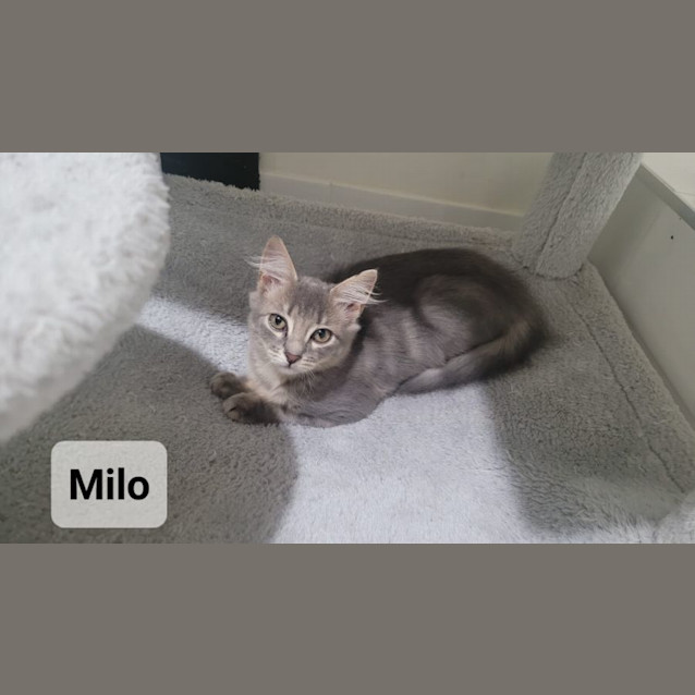 Photo of Milo Jnr.