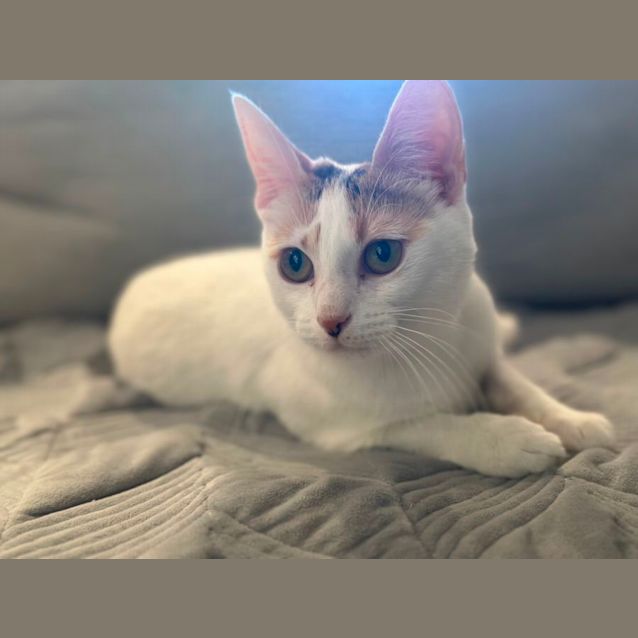 Photo of Juno