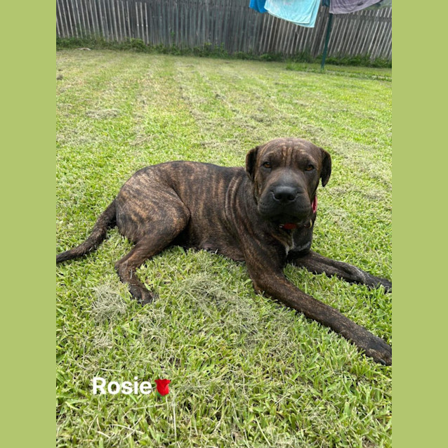 Photo of Rosie