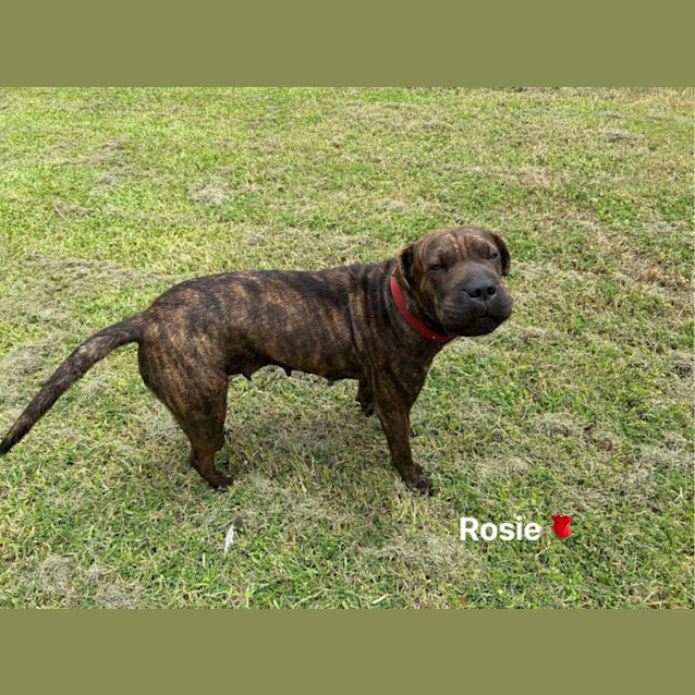 Photo of Rosie