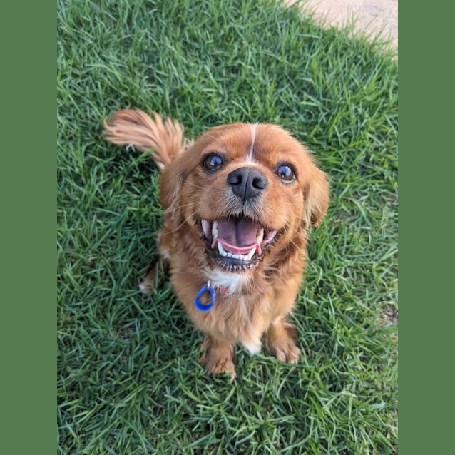 Photo of Demi   4 Year Old Cavalier (Trial)
