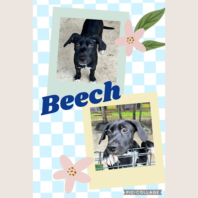 Photo of Beech