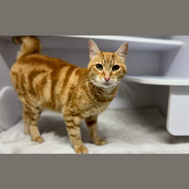 Photo of Puss In Boots