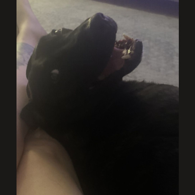 Photo of Biskit 😍