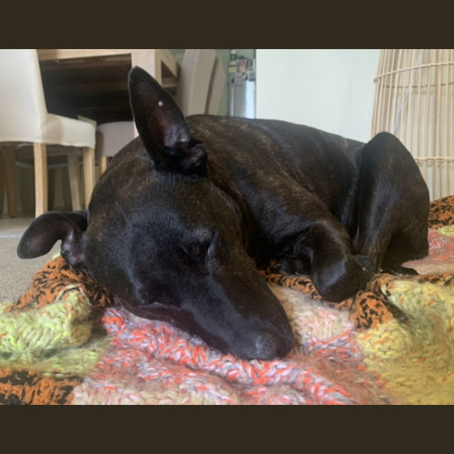 Photo of Biskit 😍