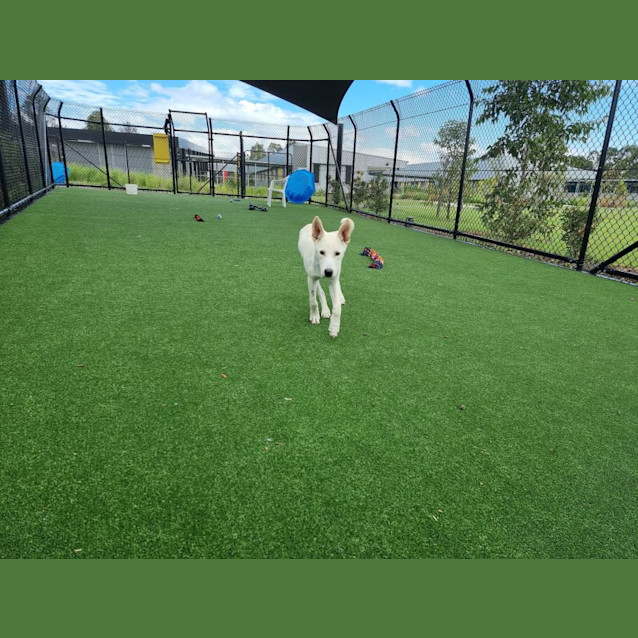 Photo of Diego Imp 44