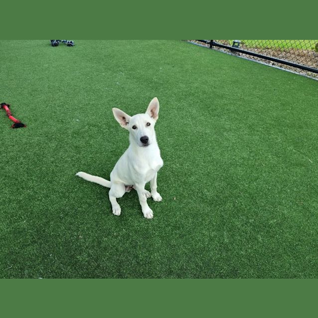 Photo of Diego Imp 44