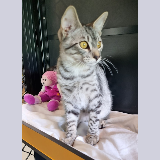 Photo of Snow Leopard