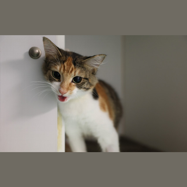 Photo of Pearl