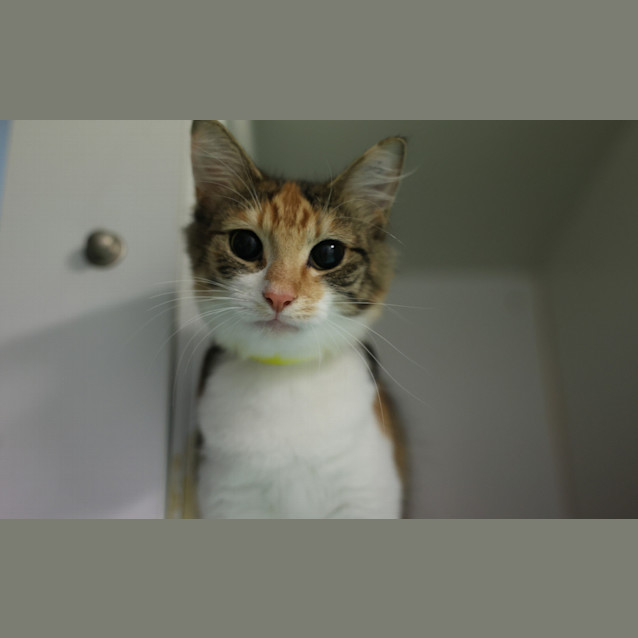 Photo of Pearl