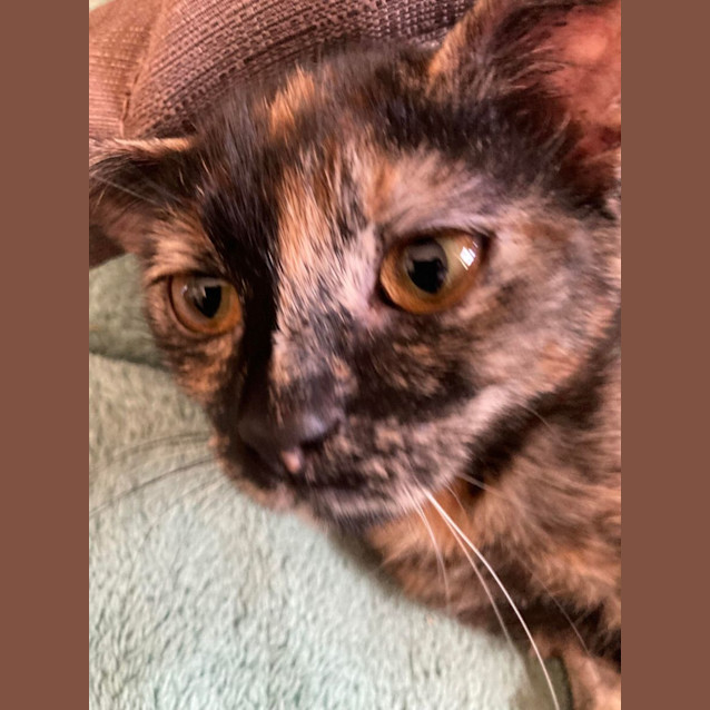 Photo of Tim Tam   Located In Brunswick East