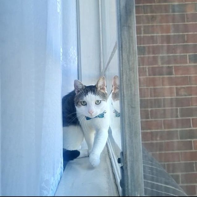 Photo of Tic Tac   Meet Me At Nelly's Ark In Fairfield