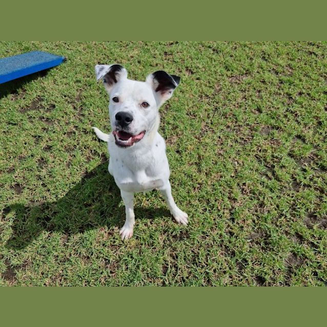 Photo of Marshall Imp 21