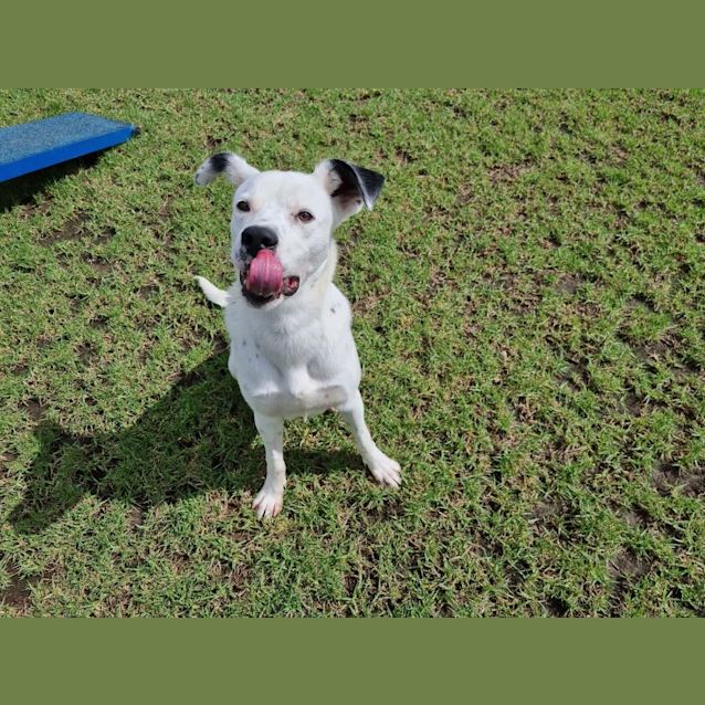 Photo of Marshall Imp 21