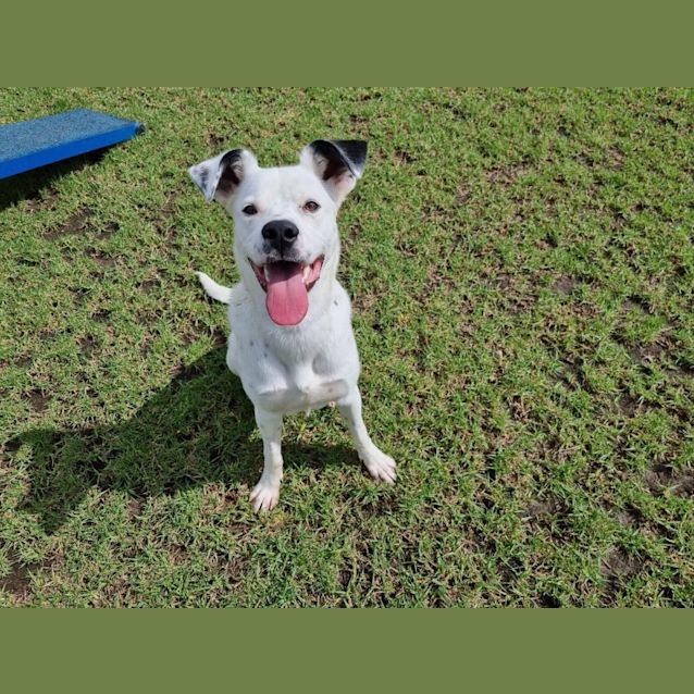 Photo of Marshall Imp 21