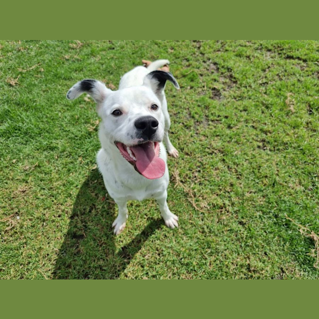 Photo of Marshall Imp 21